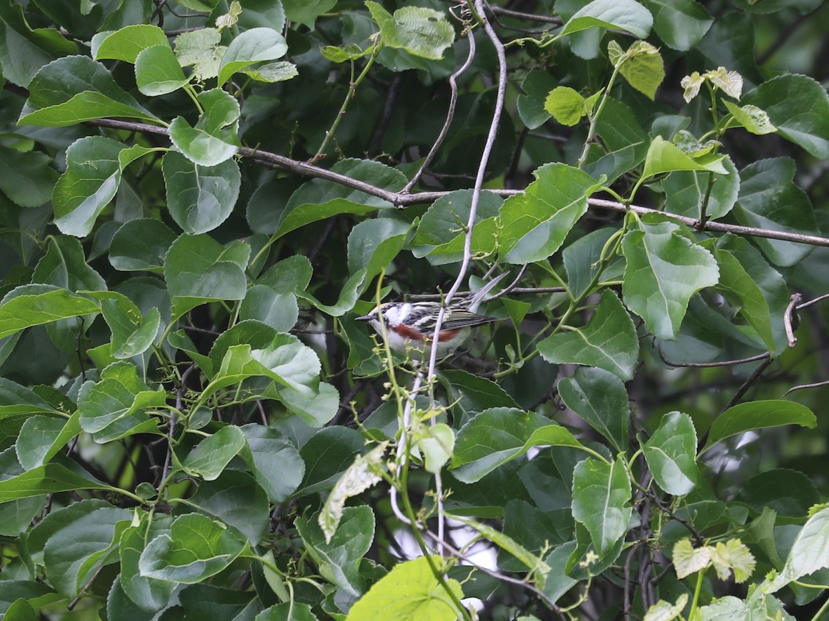 Chestnut-sided Warbler - ML640731769