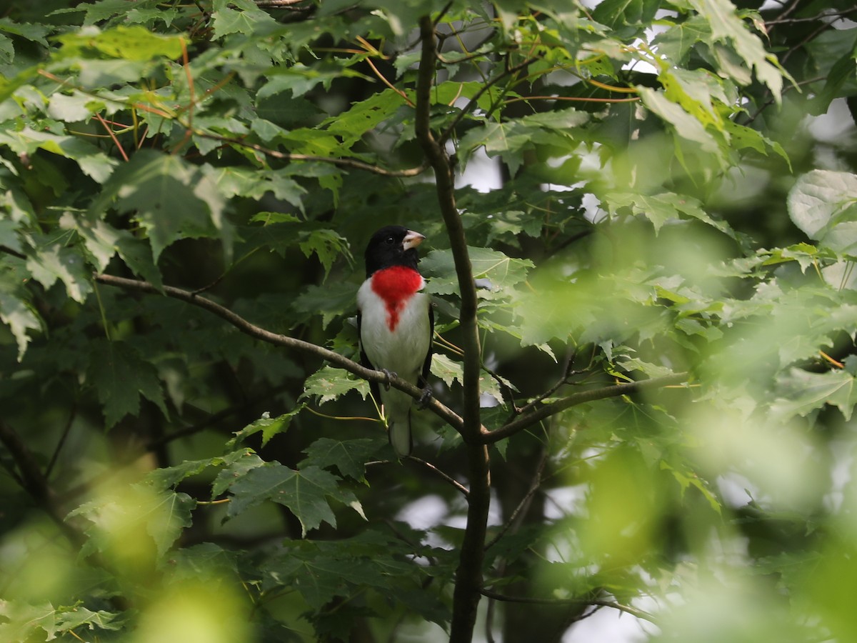 Rose-breasted Grosbeak - ML640731790