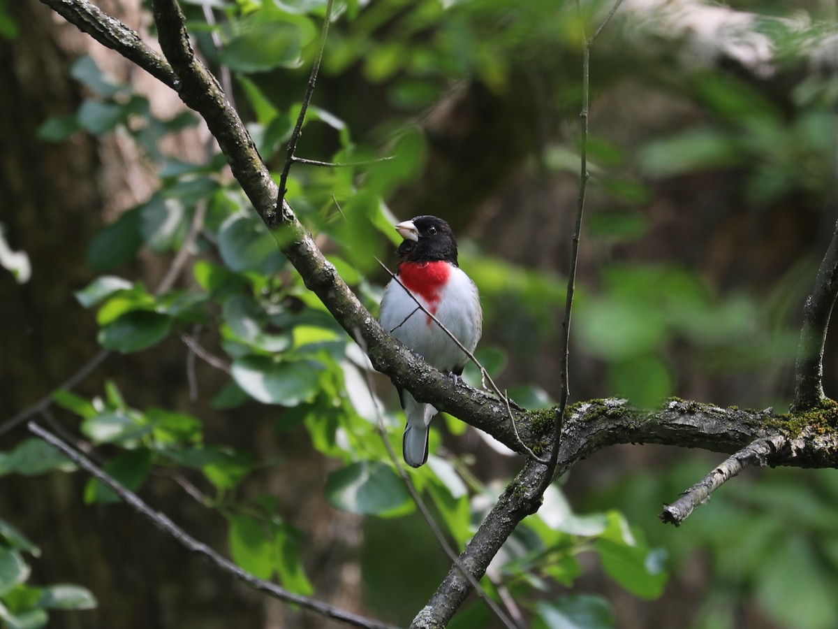 Rose-breasted Grosbeak - ML640731791