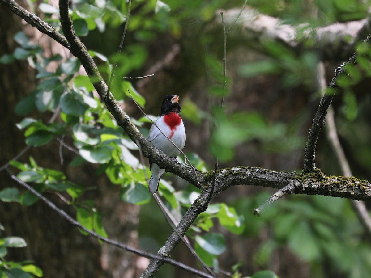 Rose-breasted Grosbeak - ML640731792