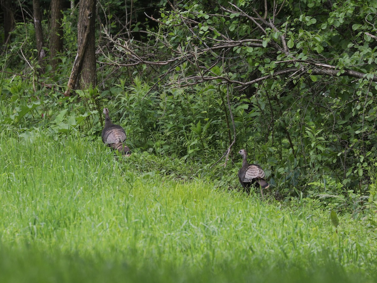 Wild Turkey - ML640731798