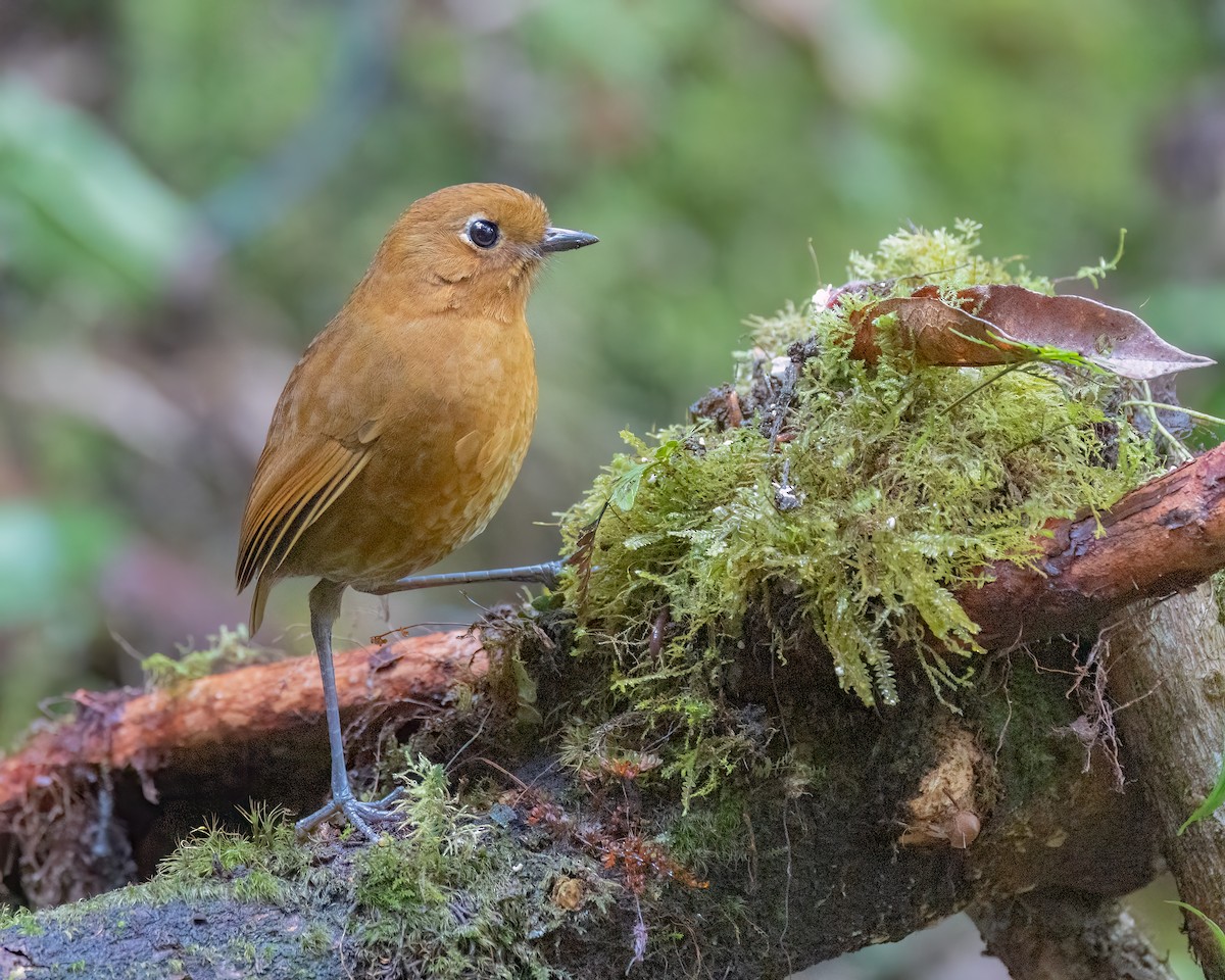 Urubamba Antpitta - ML640731942