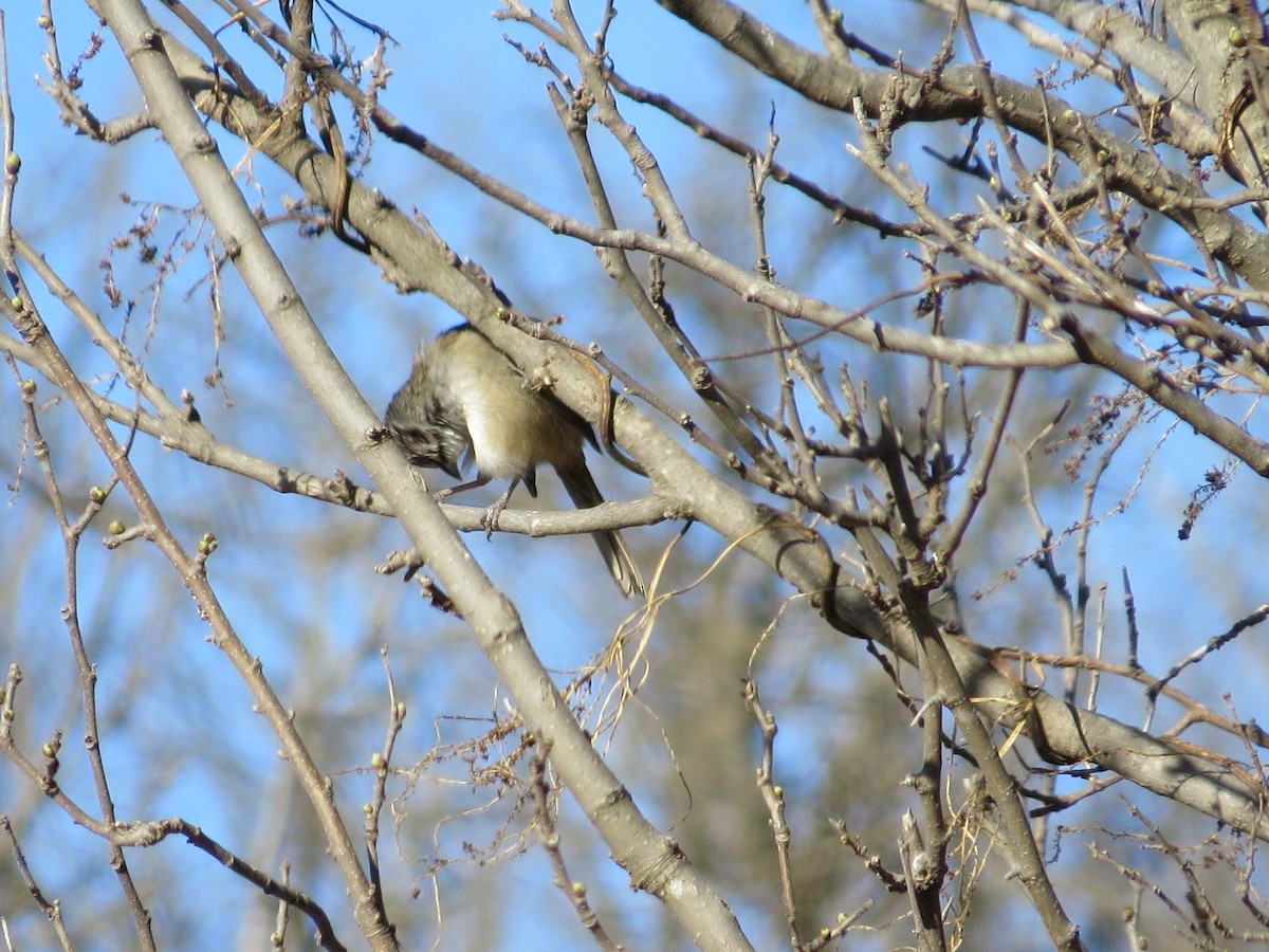 Chaco Sparrow - ML640731959