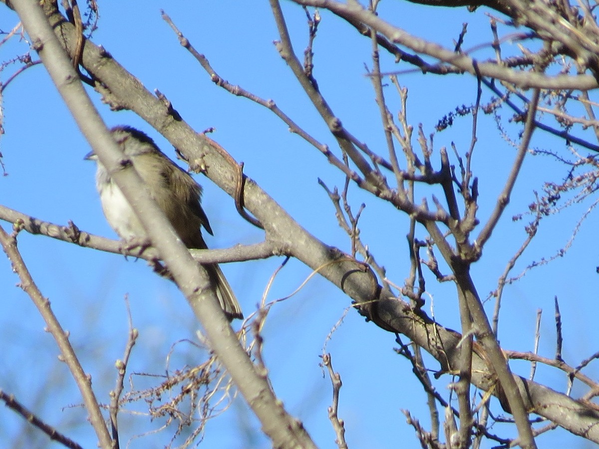 Chaco Sparrow - ML640731961