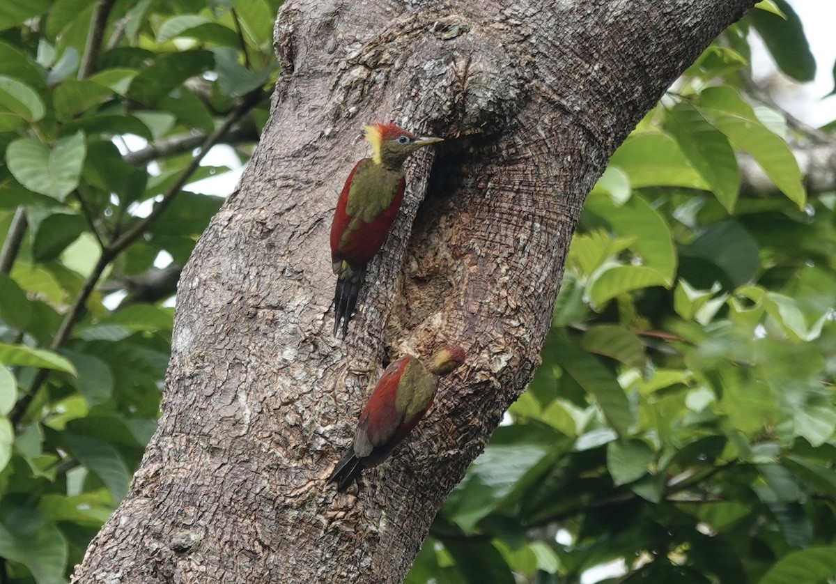 Crimson-winged Woodpecker - ML640732035