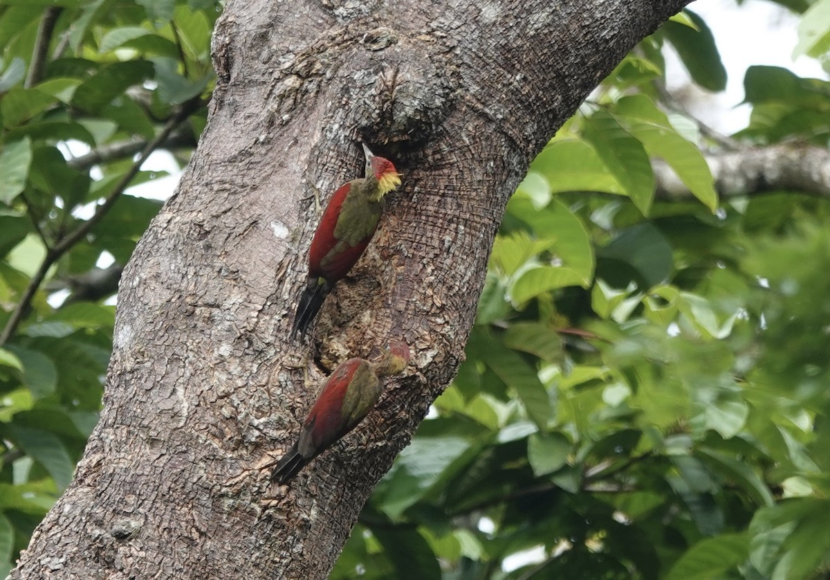 Crimson-winged Woodpecker - ML640732036