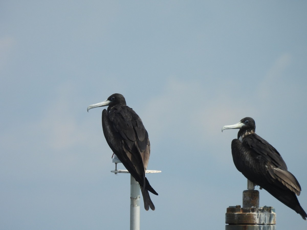Magnificent Frigatebird - ML640732158