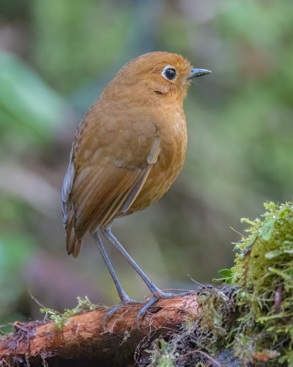 Urubamba Antpitta - ML640732172
