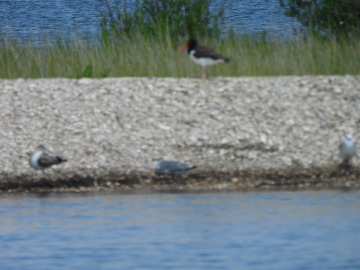 American Oystercatcher - ML640732183