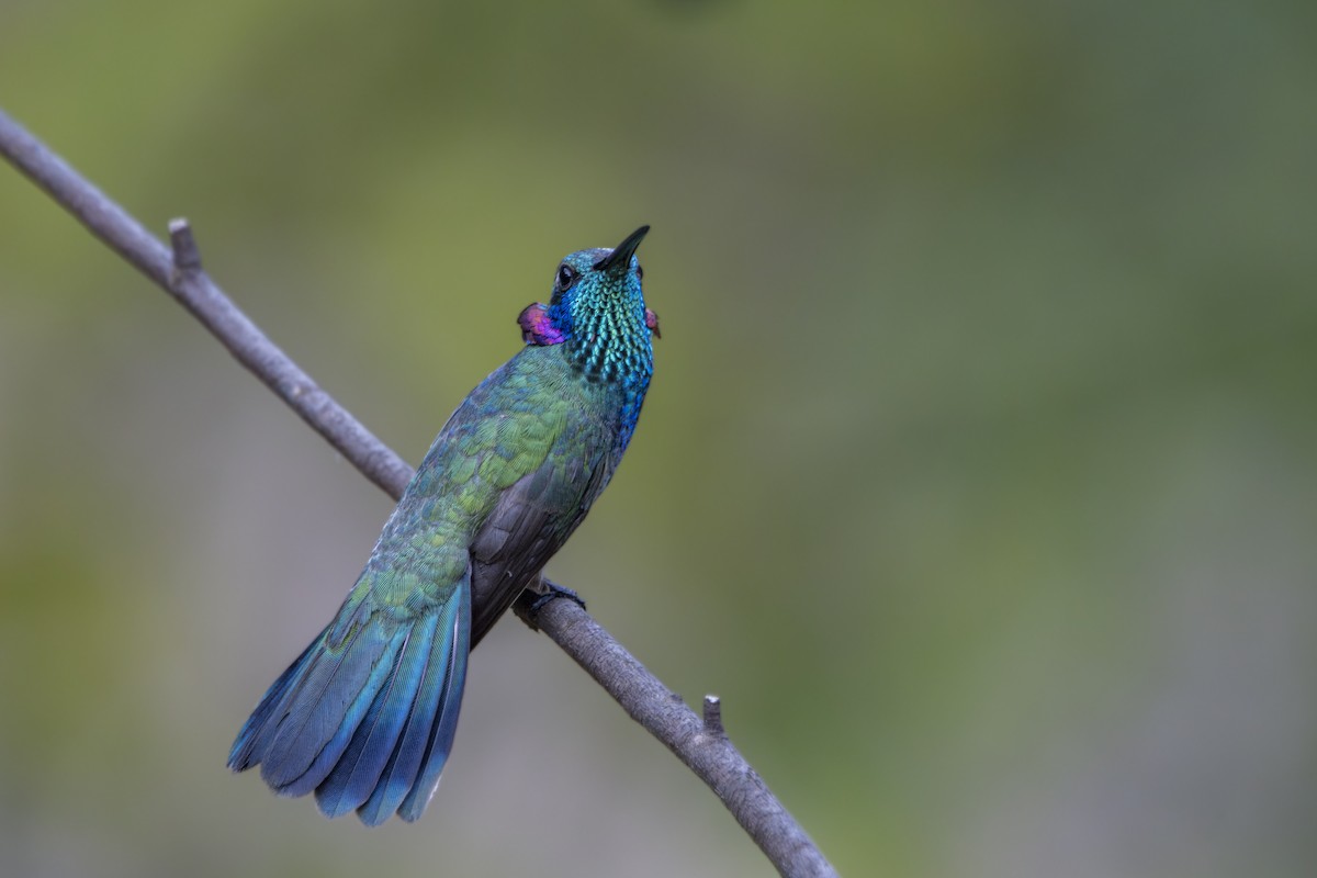 White-vented Violetear - ML640732233