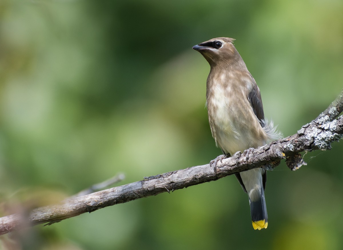 Cedar Waxwing - ML640732267