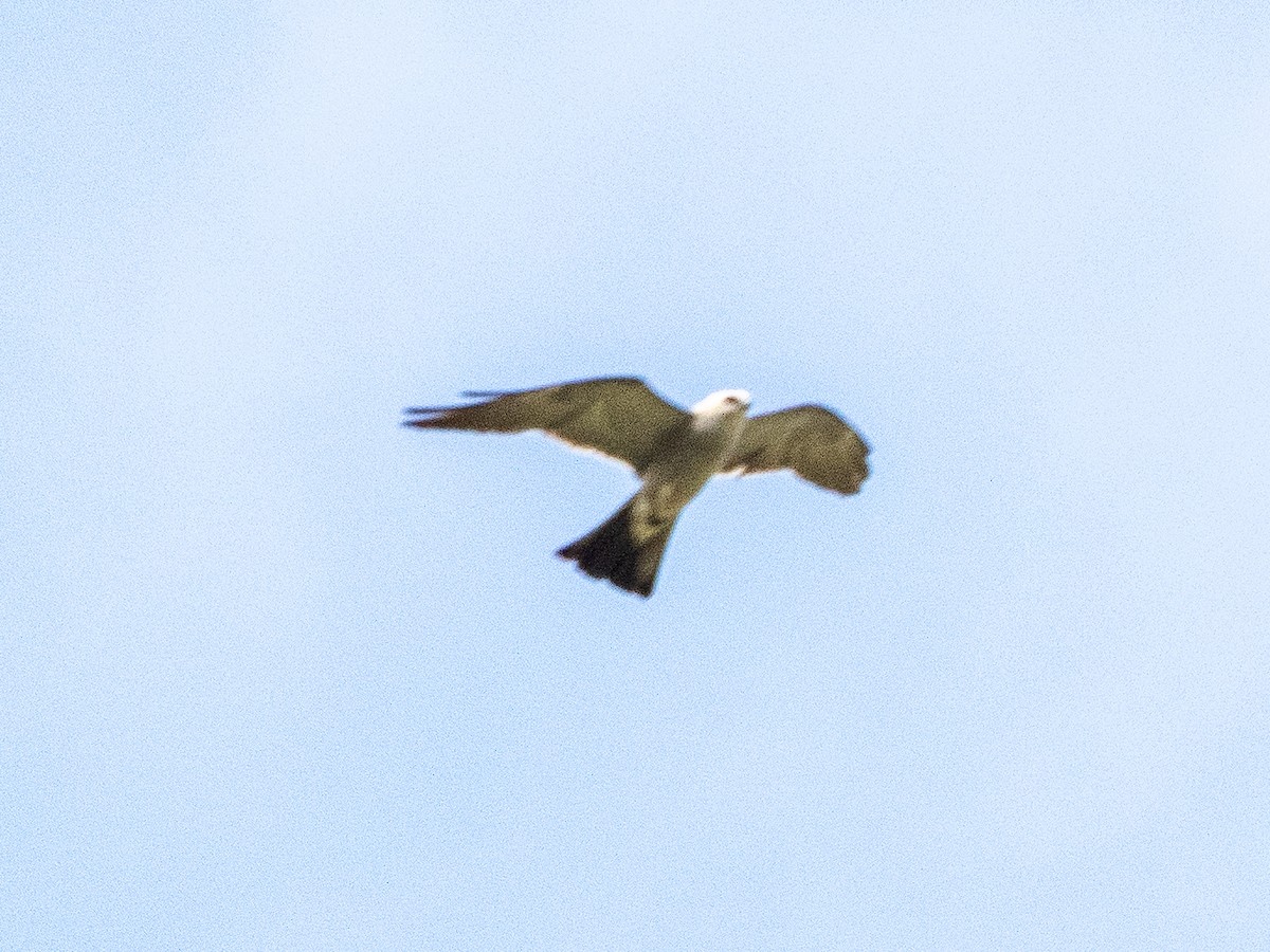Mississippi Kite - ML640732301