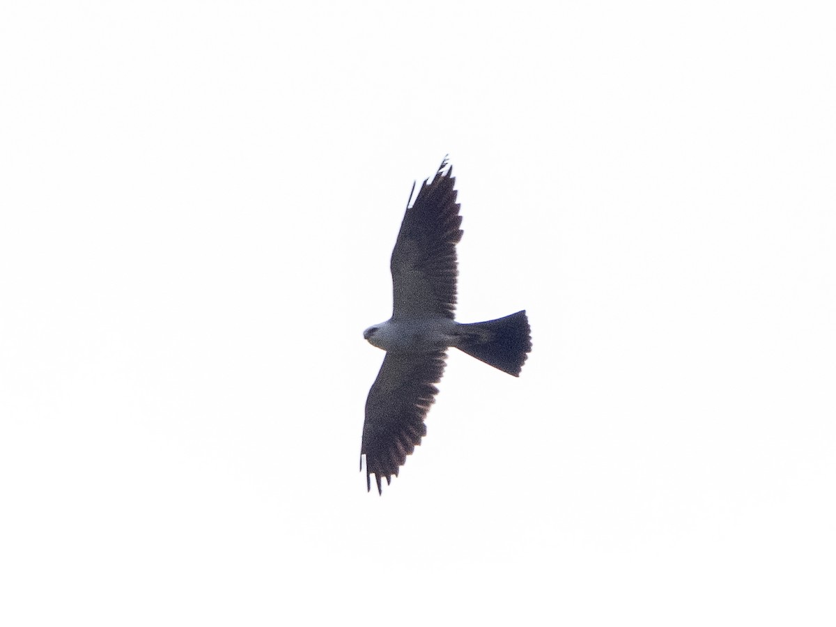 Mississippi Kite - ML640732307