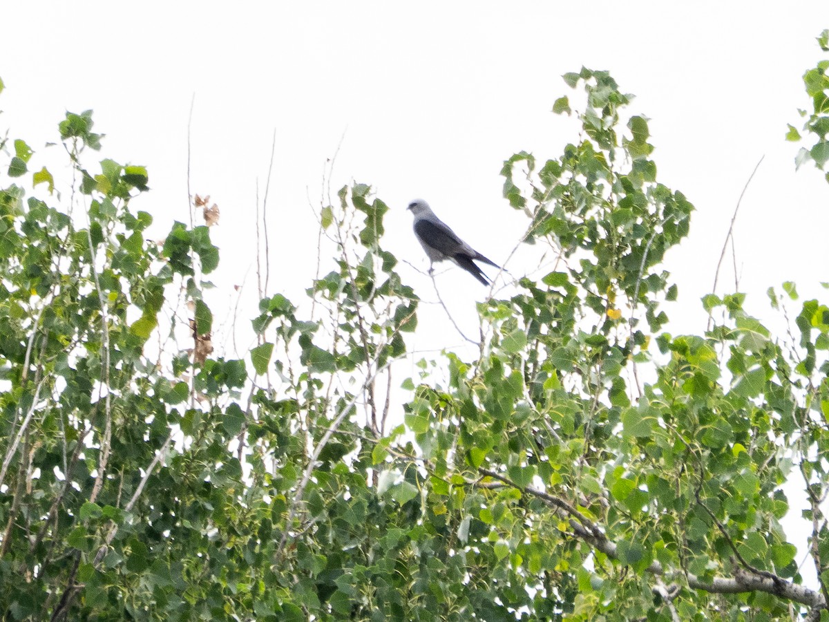 Mississippi Kite - ML640732308