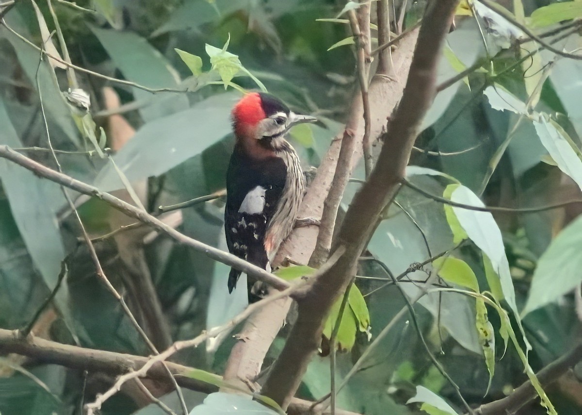 Crimson-naped Woodpecker - ML640732327