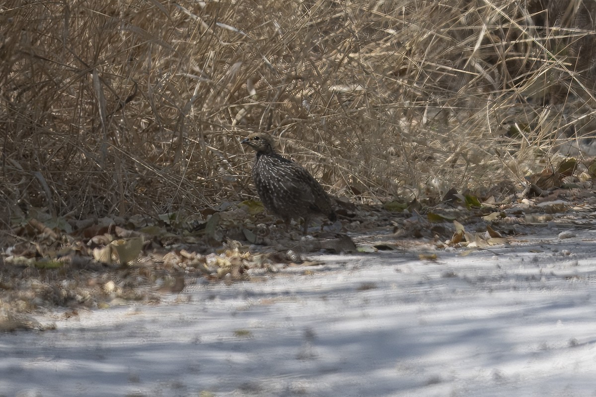 Red-billed Spurfowl - ML640732365