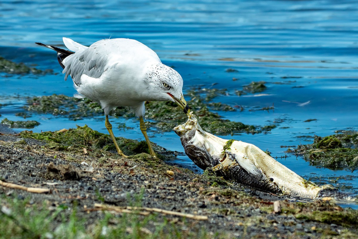 Ring-billed Gull - ML640732426