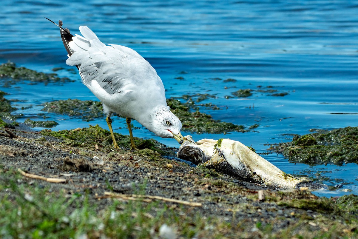 Ring-billed Gull - ML640732428