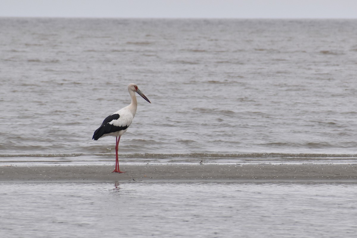 Maguari Stork - ML640732435