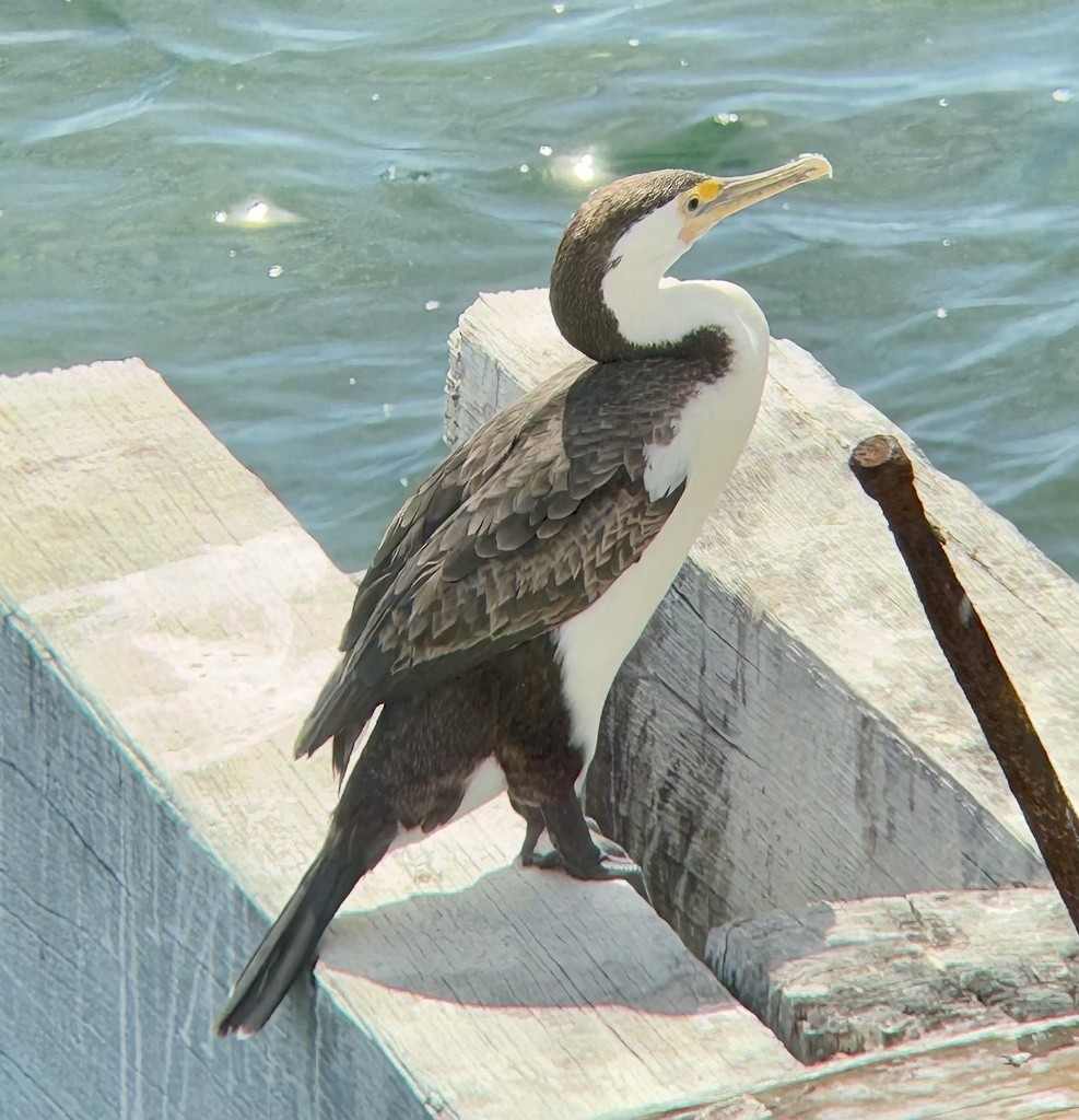 Pied Cormorant - ML640732436