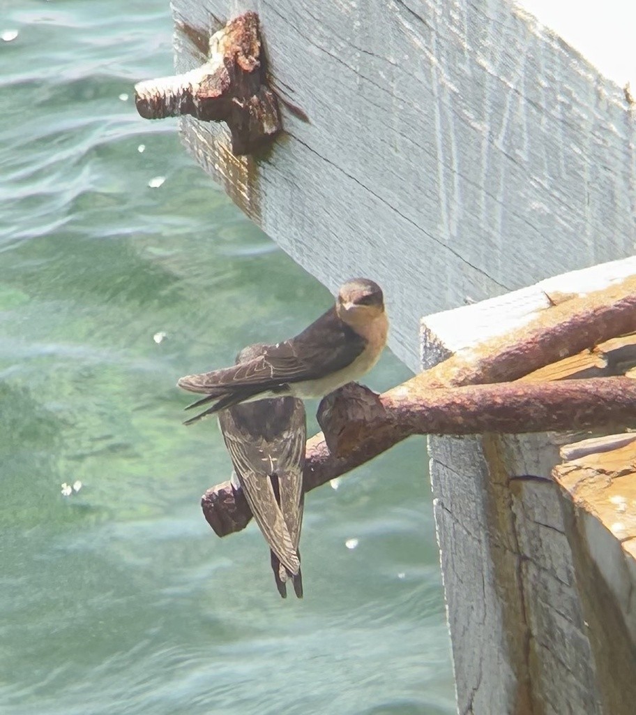 Welcome Swallow - ML640732472