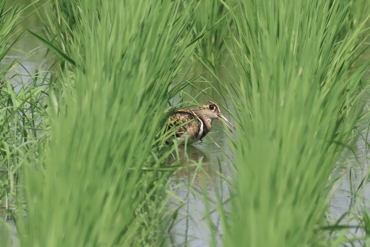 Greater Painted-Snipe - ML640732535