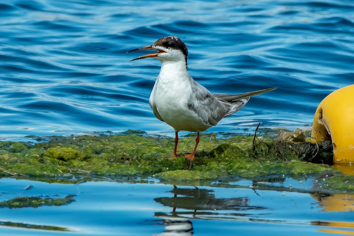 Forster's Tern - ML640732554