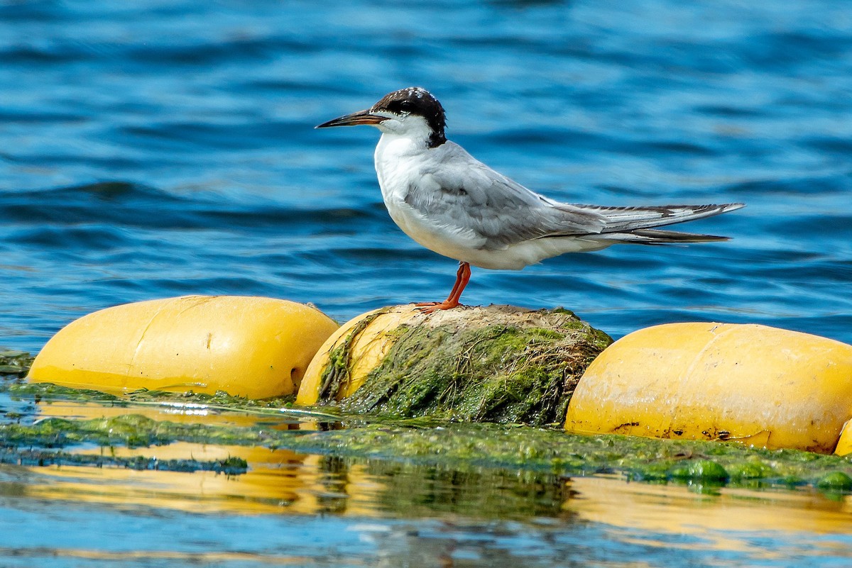 Forster's Tern - ML640732555