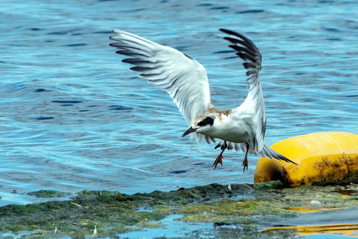 Forster's Tern - ML640732556