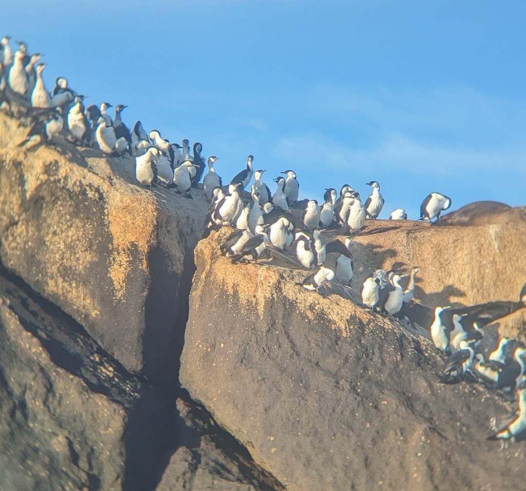 Black-faced Cormorant - ML640732578