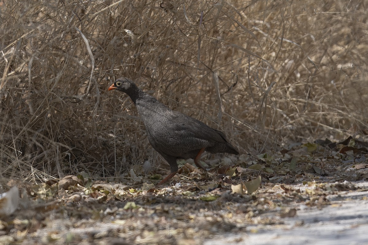 Red-billed Spurfowl - ML640732579