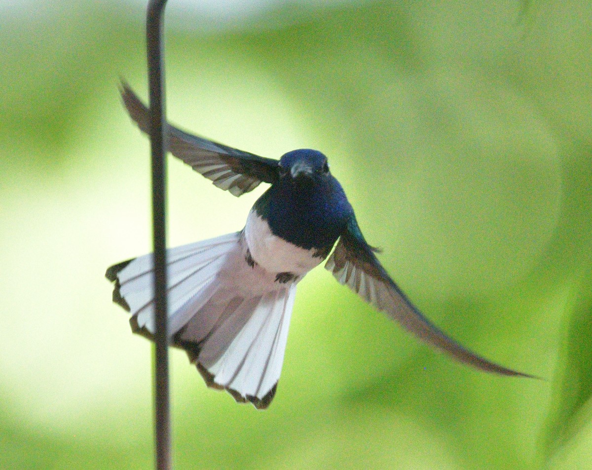 Colibrí Nuquiblanco - ML640732584