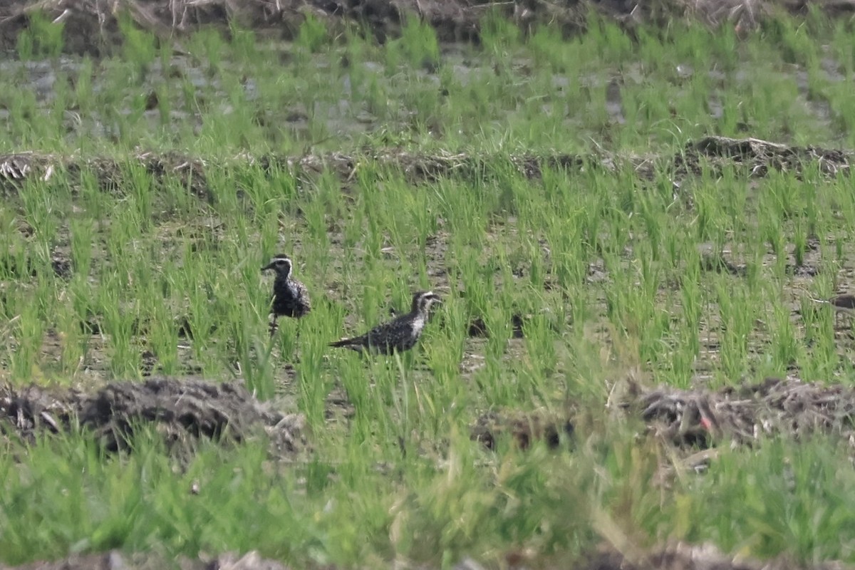 Pacific Golden-Plover - ML640732626