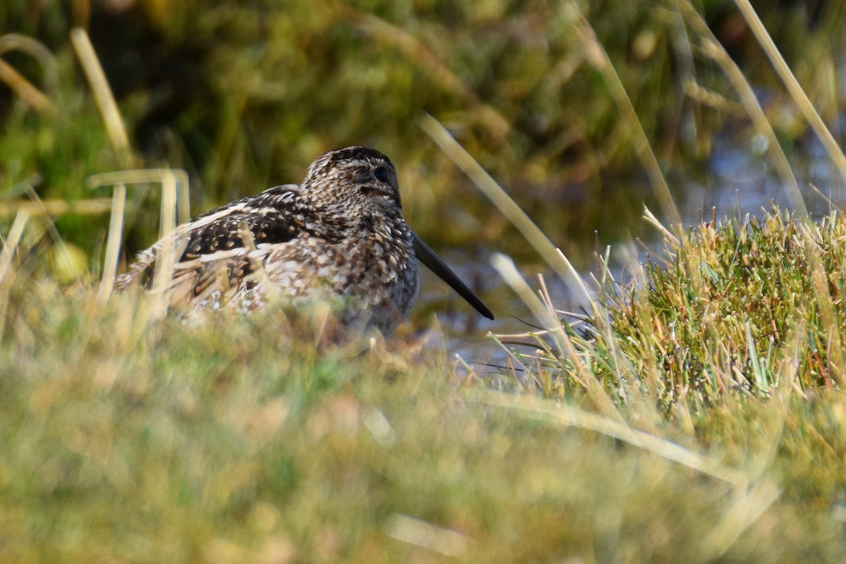 Magellanic Snipe - ML640732644