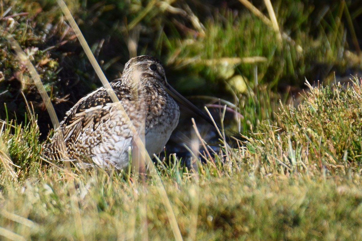 Magellanic Snipe - ML640732645