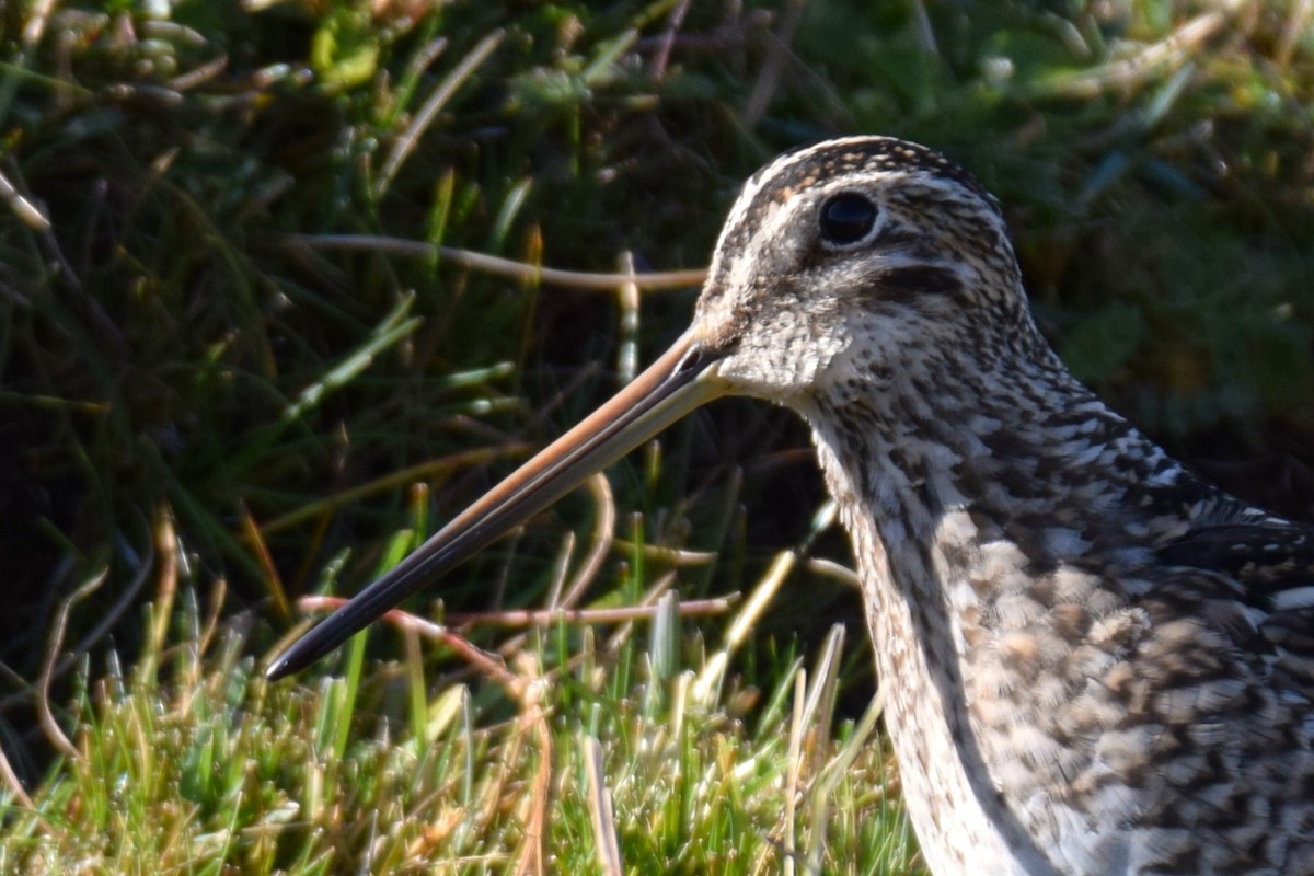 Magellanic Snipe - ML640732646