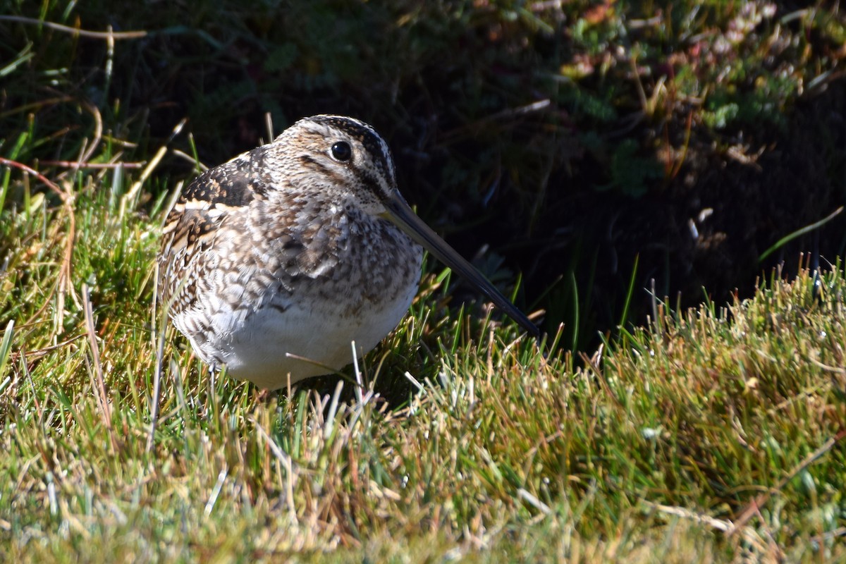 Magellanic Snipe - ML640732647