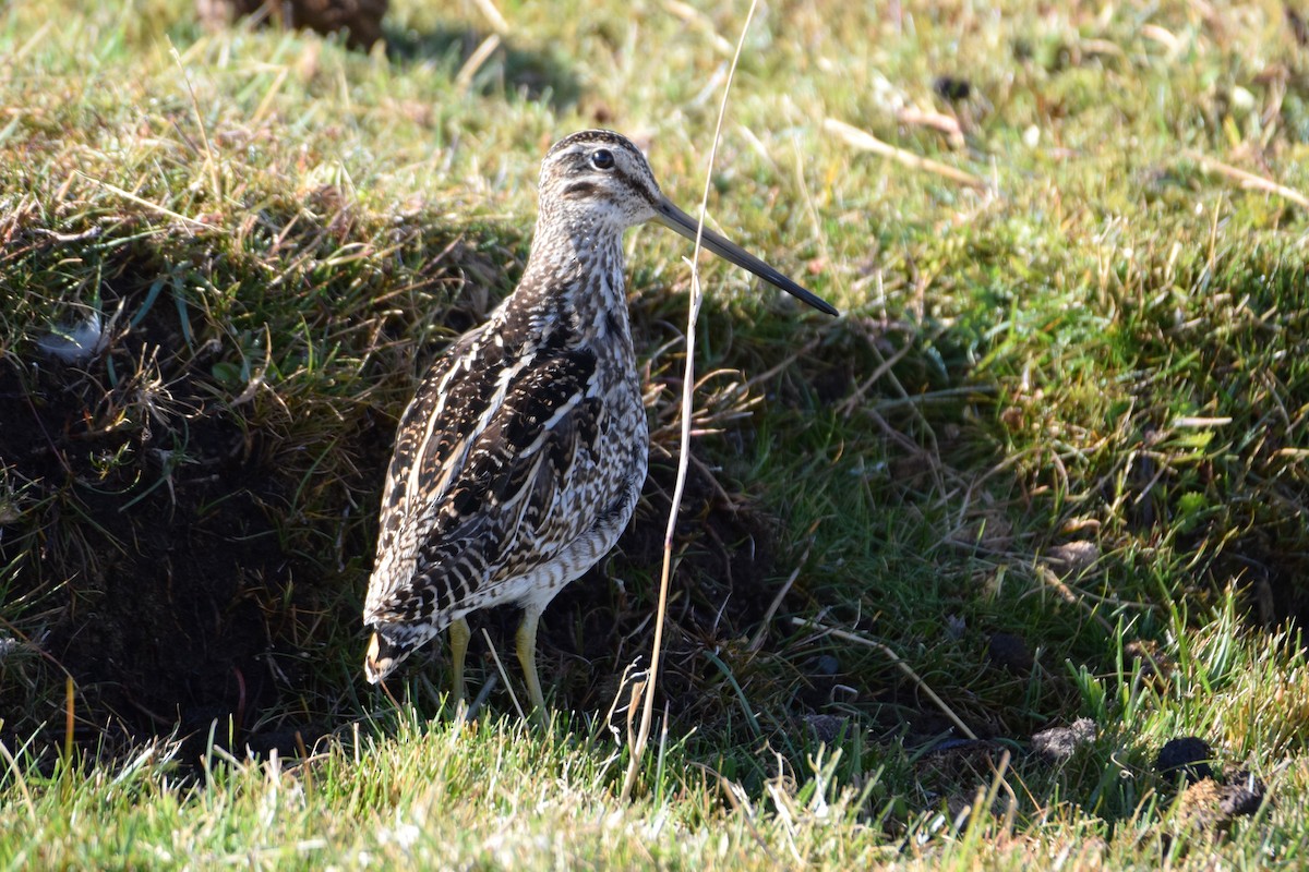 Magellanic Snipe - ML640732652