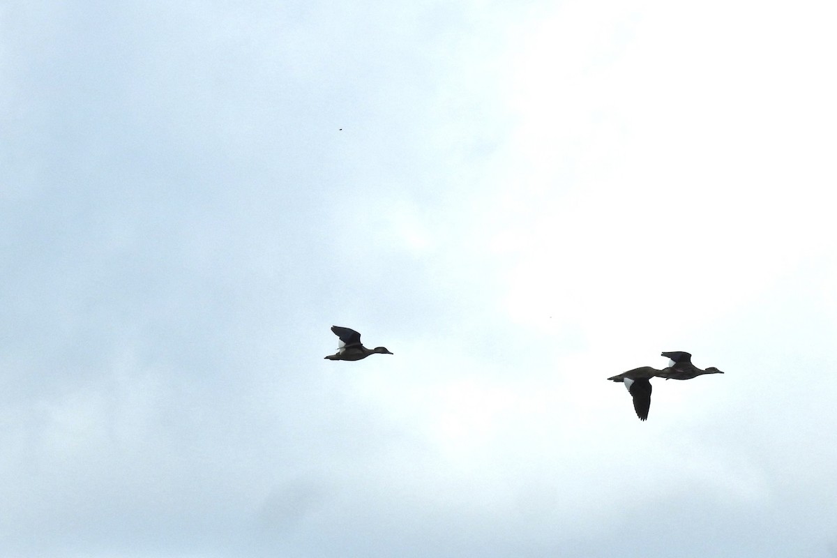 Brazilian Teal - ML640732653