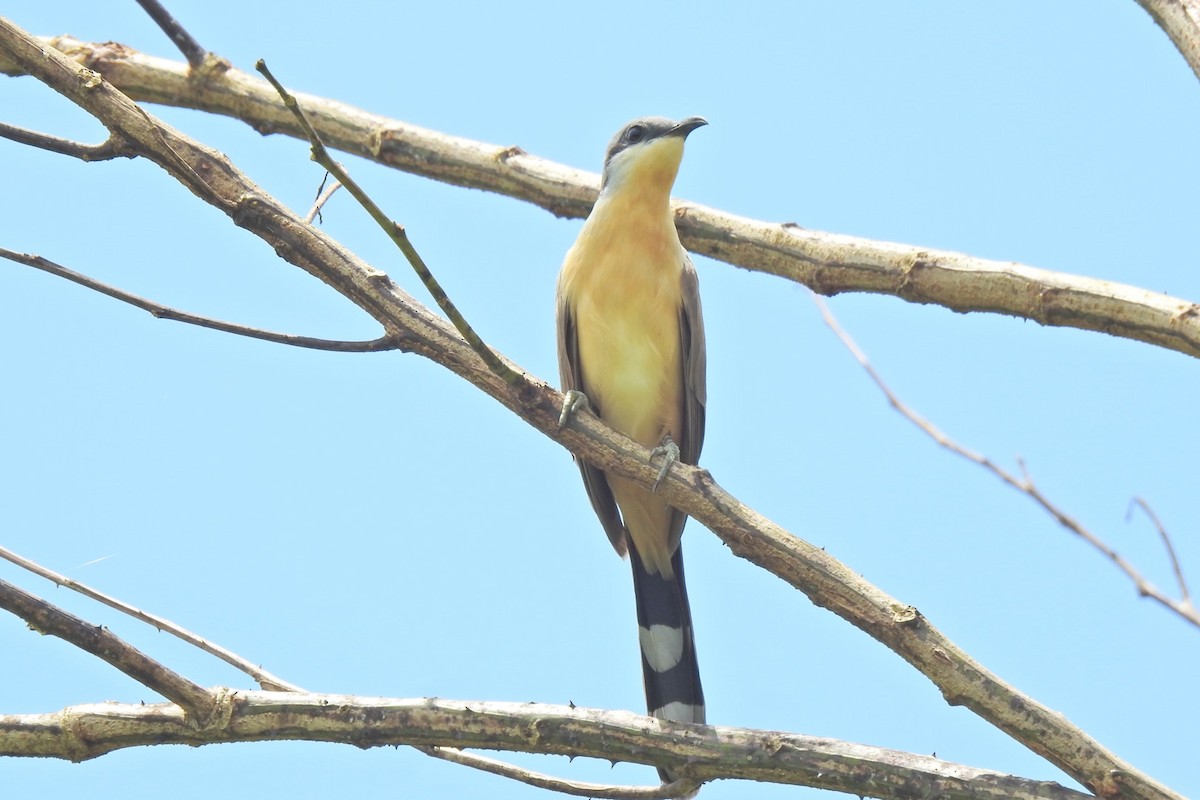 Dark-billed Cuckoo - ML640732674