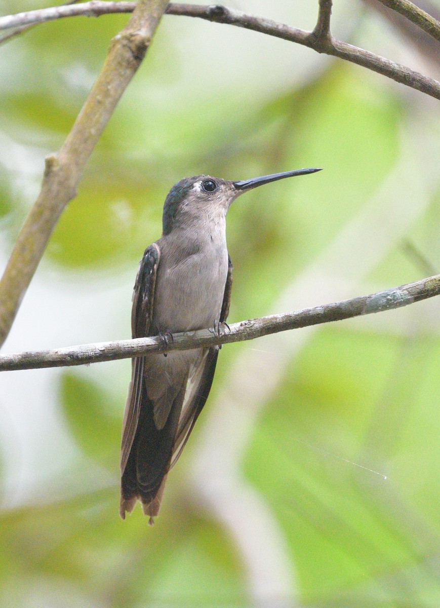 Wedge-tailed Sabrewing (Wedge-tailed) - ML640732705