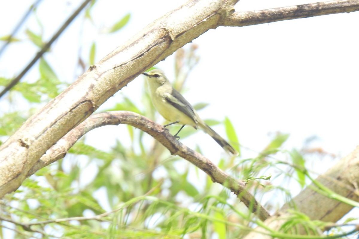 Lesser Wagtail-Tyrant - ML640732716