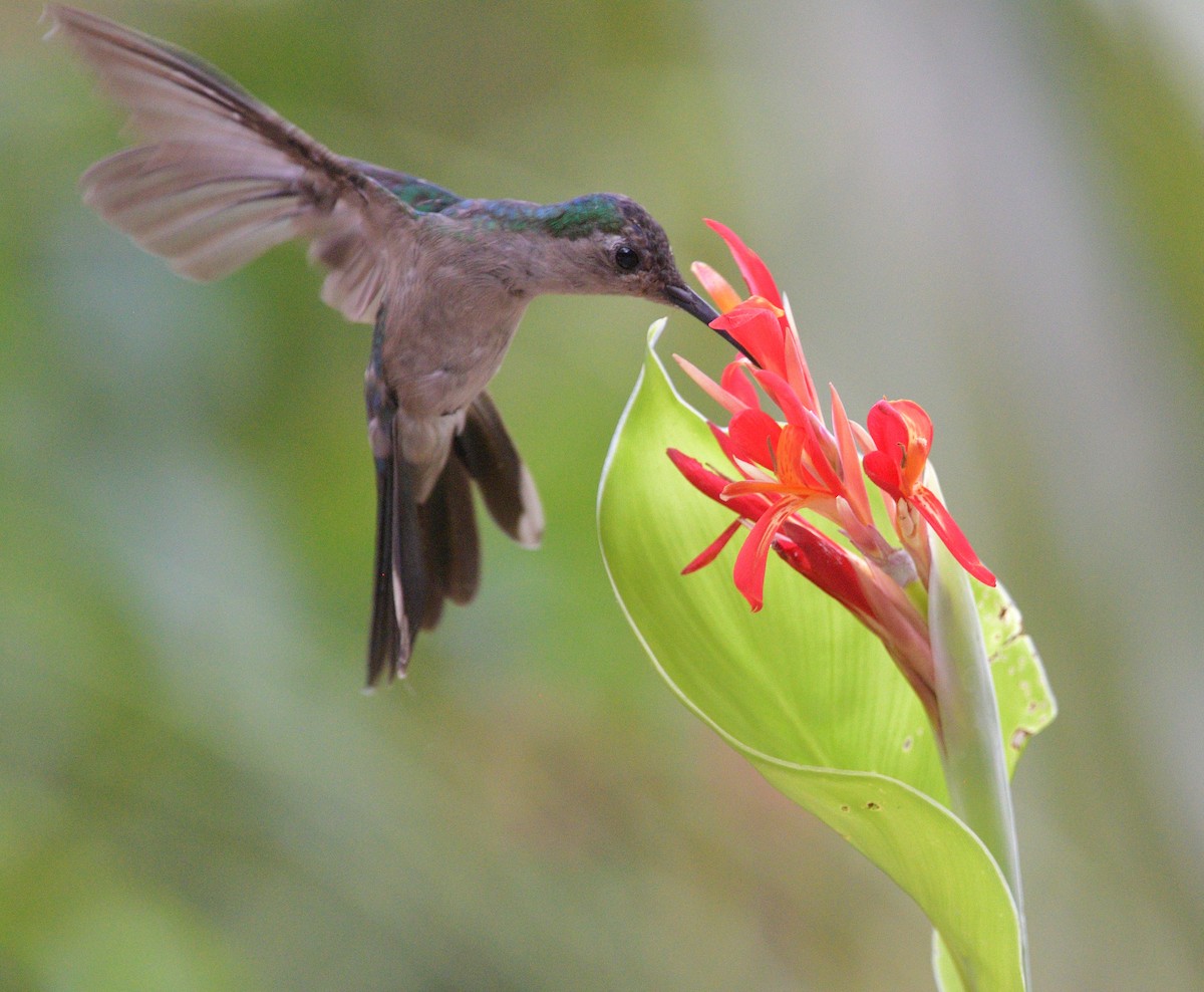 Wedge-tailed Sabrewing (Wedge-tailed) - ML640732721