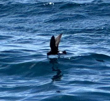 Wilson's Storm-Petrel - ML640732731