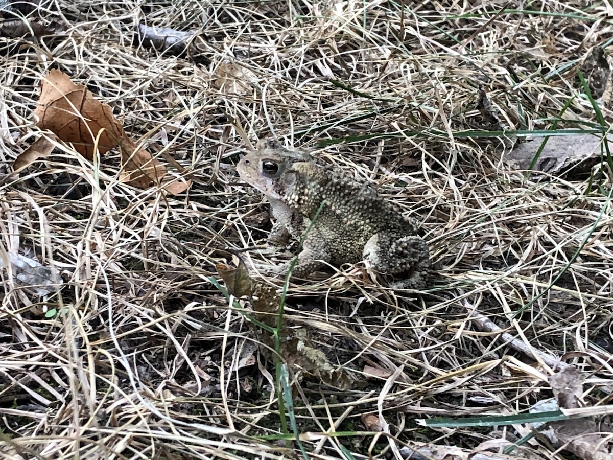 American Toad - ML640732742