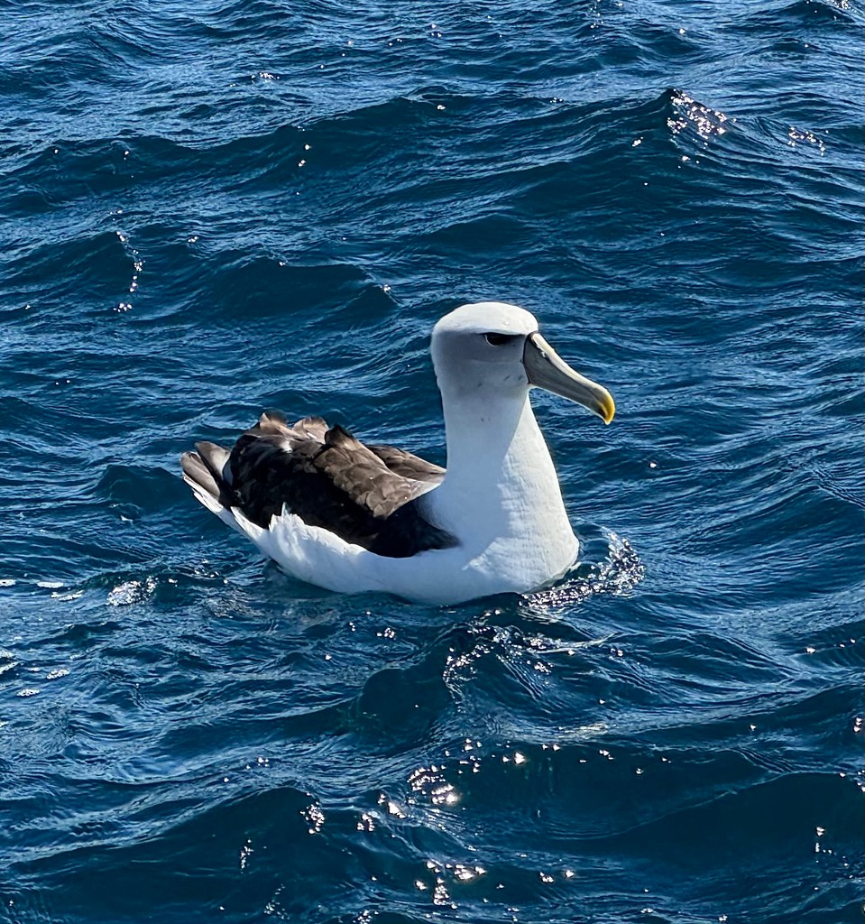 White-capped Albatross - ML640732746