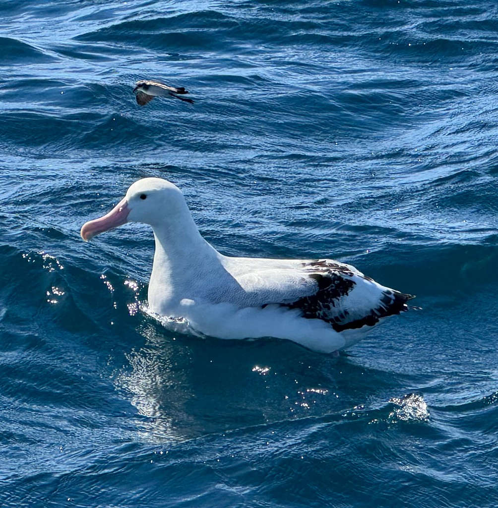 Antipodean Albatross (Gibson's) - ML640732752