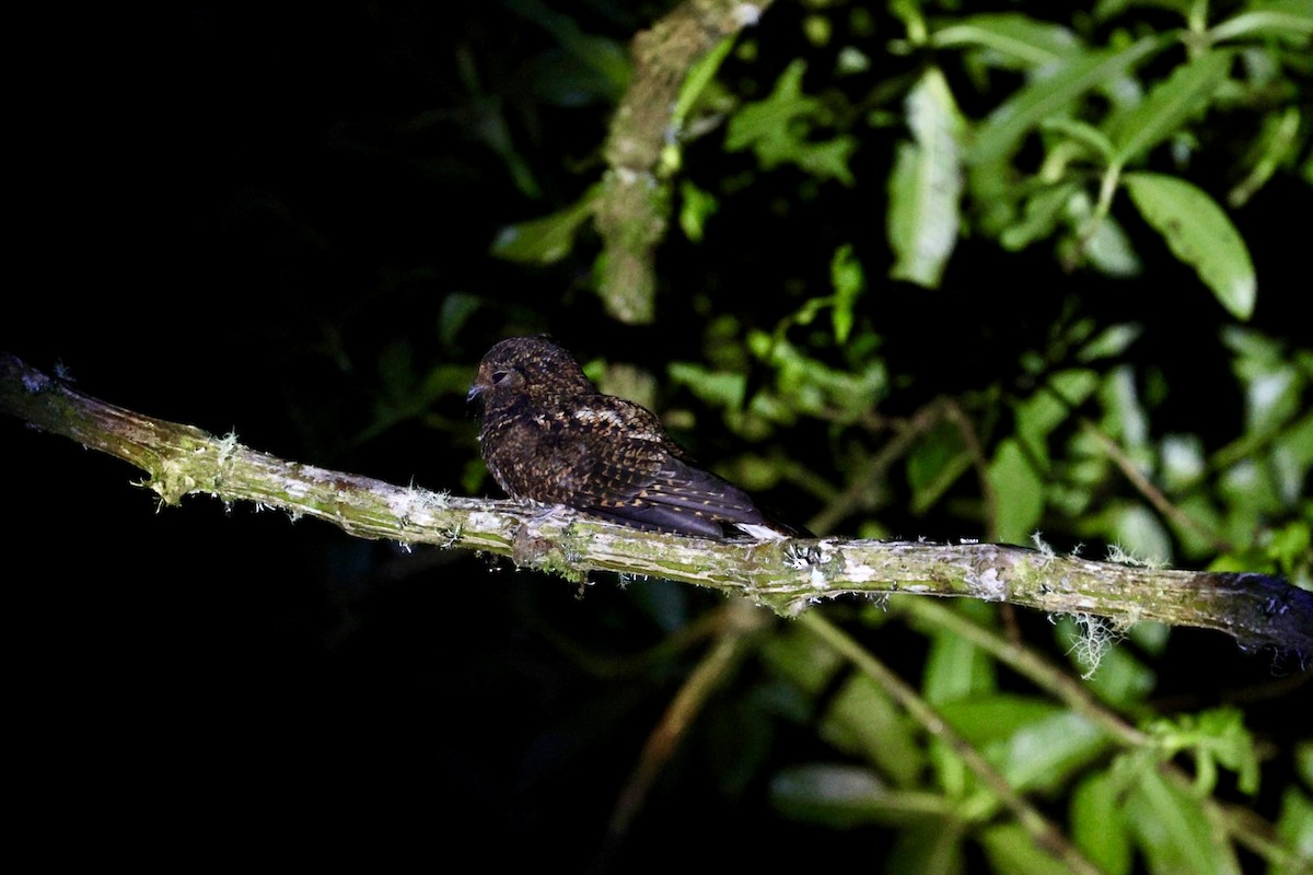Dusky Nightjar - ML640732854