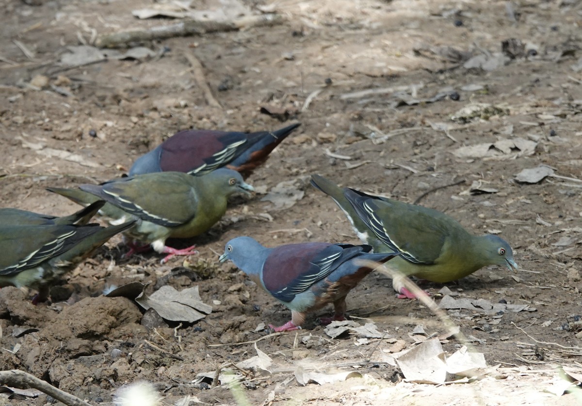 Little Green-Pigeon - ML640732873