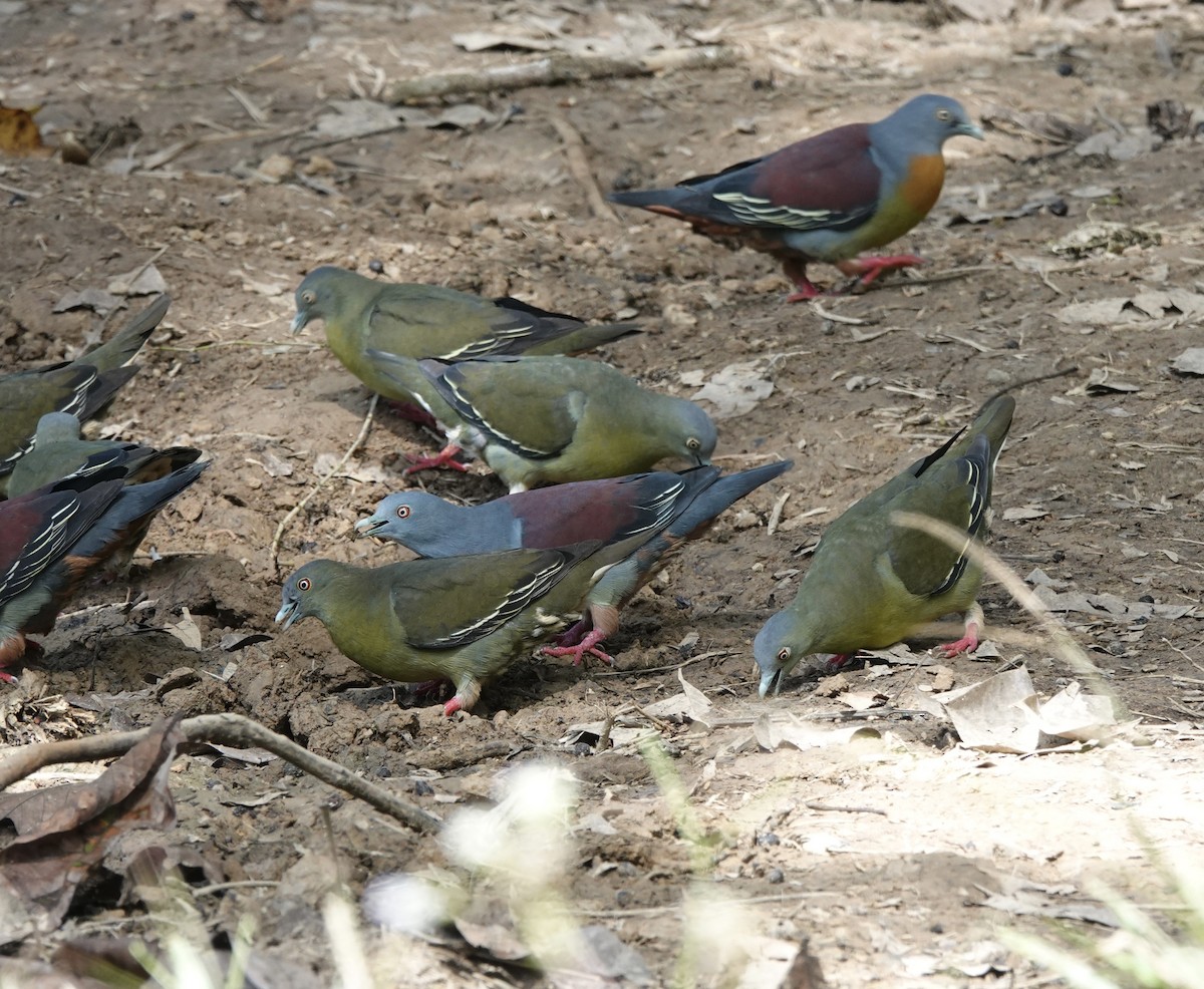 Little Green-Pigeon - ML640732874